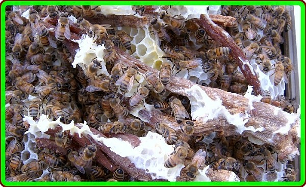 꿀벌효소숙성홍삼